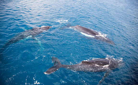 Humpback whale