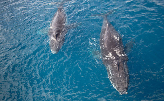 Humpback whale