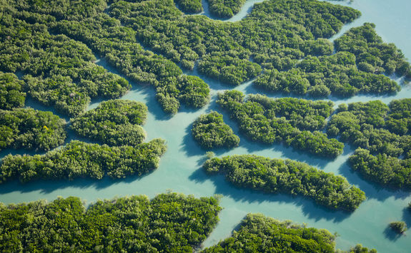 Mangrove forest