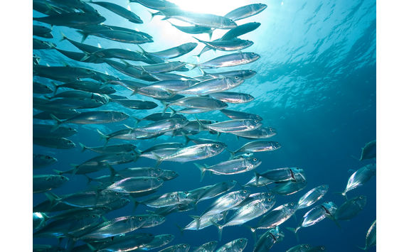 Mackerel