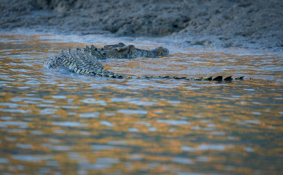 Crocodile