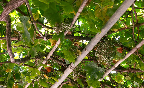Grapes in a vineyard in Crete