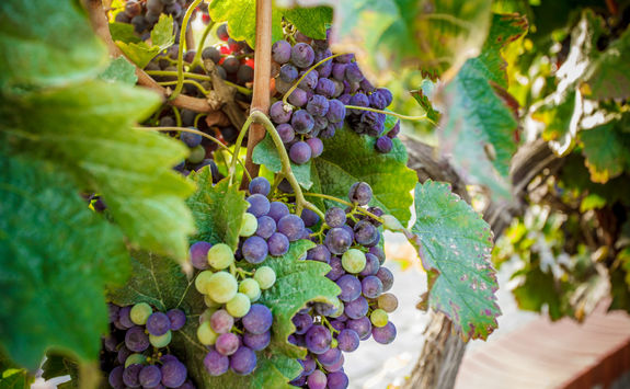 Grapes in a vineyard in Crete