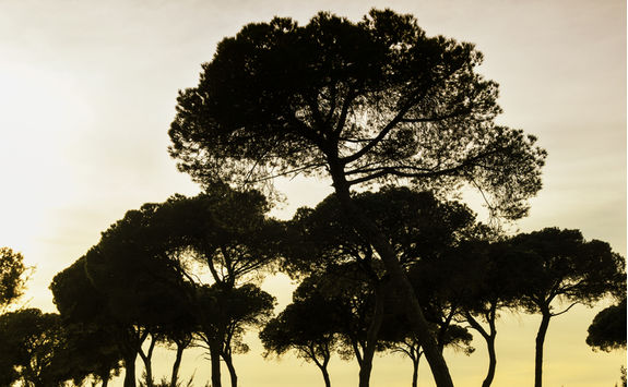 Trees on sunset