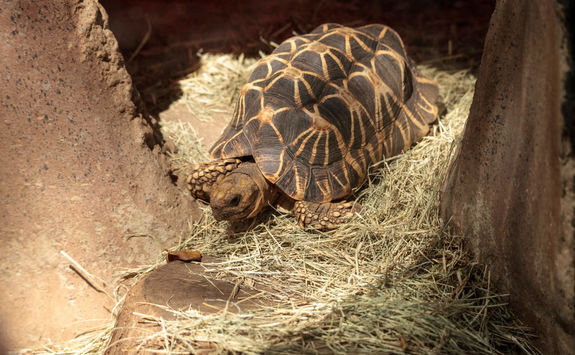 Burmese Star Tortoise