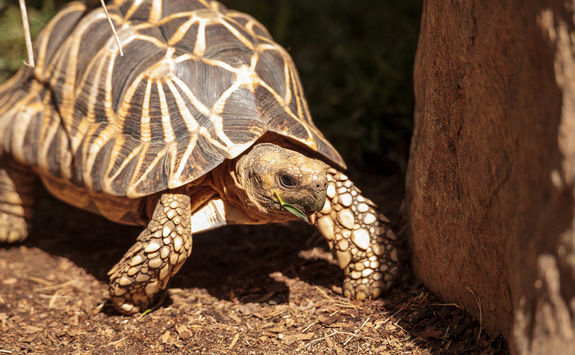 Burmese Star Tortoise