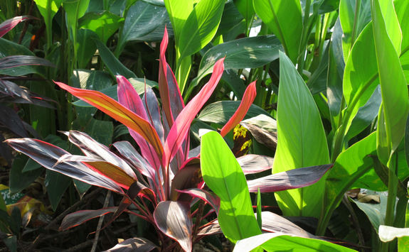 Plant growing in Myanmar