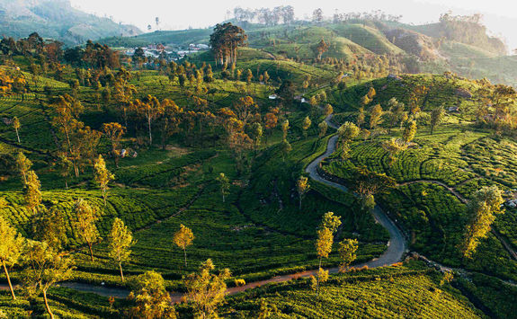 Tea plantation in Sri Lanka
