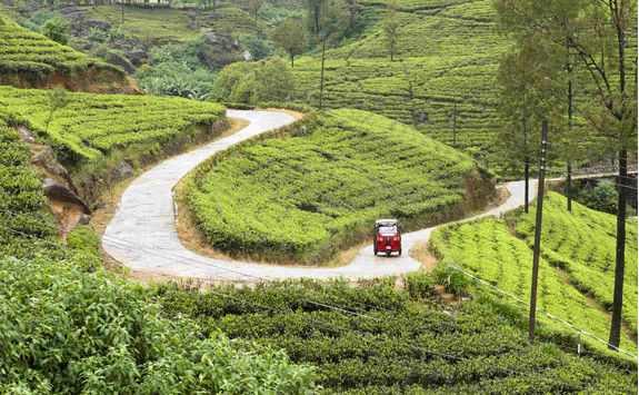 Tea plantation in Sri Lanka