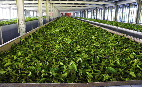 Tea factory