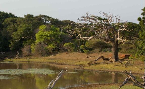 Safai in Yala Park