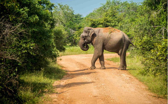 Elephant in Yala