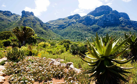 Kirstenbosch Botanical Garden
