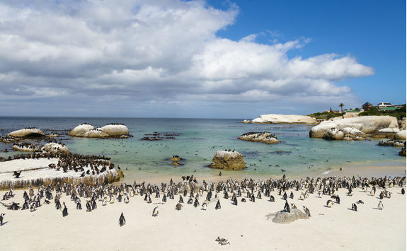 Colony of penguins on Boulders Beach