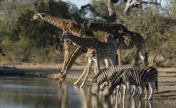 Giraffes and Zebras in the Limpopo Province