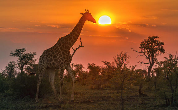 Giraffe wandering at sunset