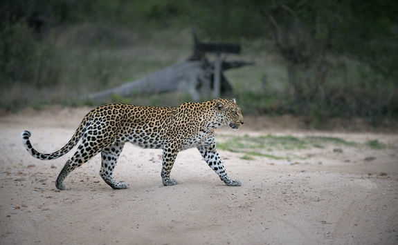 Spotting a leopard on a game drive