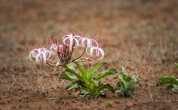 Blood Lily flower in Kruger National Park