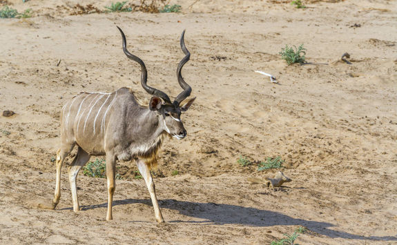 Greater Kudu, South Africa