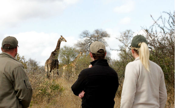 Giraffe on a walking safari