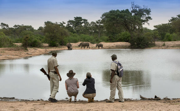 Spotting rhinos on a walking safari