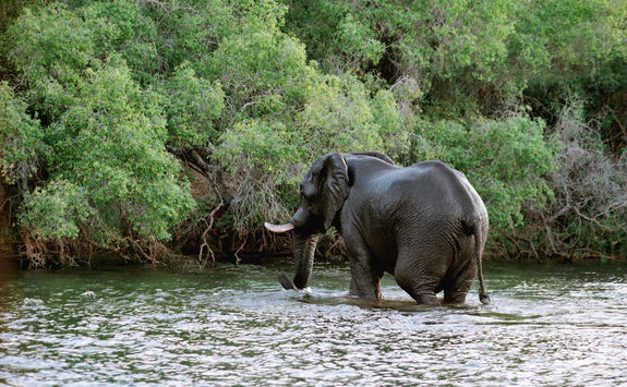 Elephant in the Zambezi river