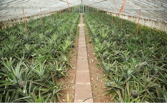 Pineapple greenhouse