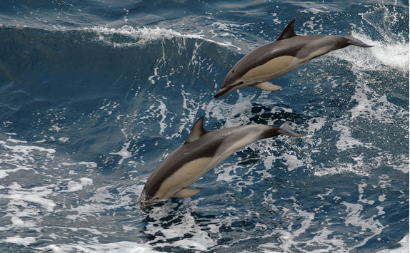 Dolphins