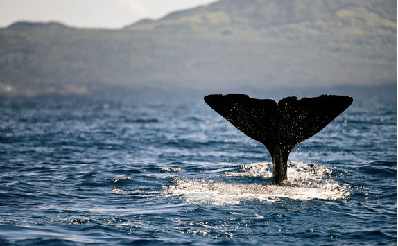 Whale