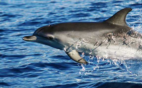Madeira dolphin from a catamaran
