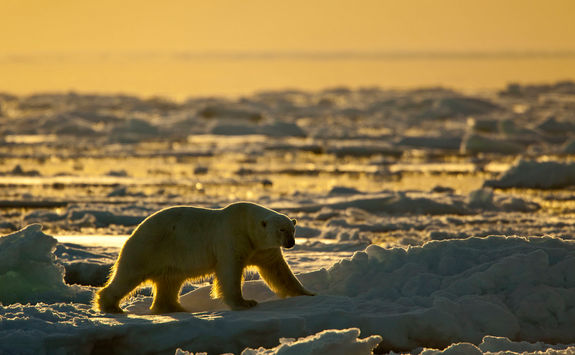 polar bear