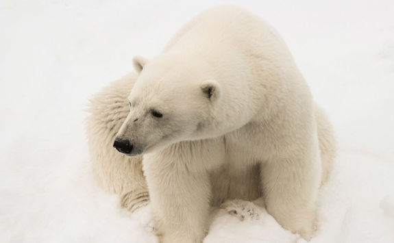 polar bear close up