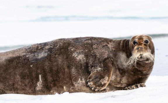 seal