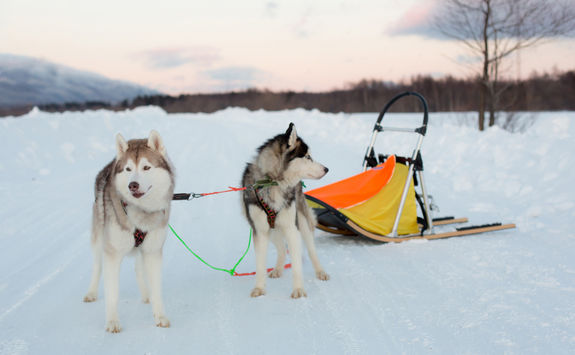 mush dogs