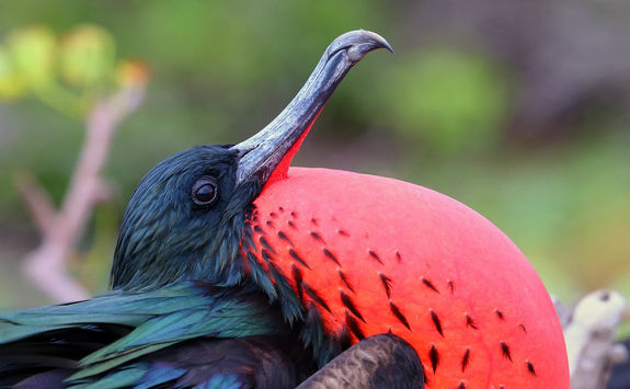Frigate-bird