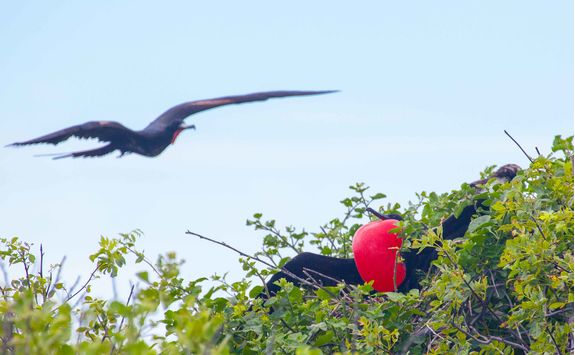Frigate-bird