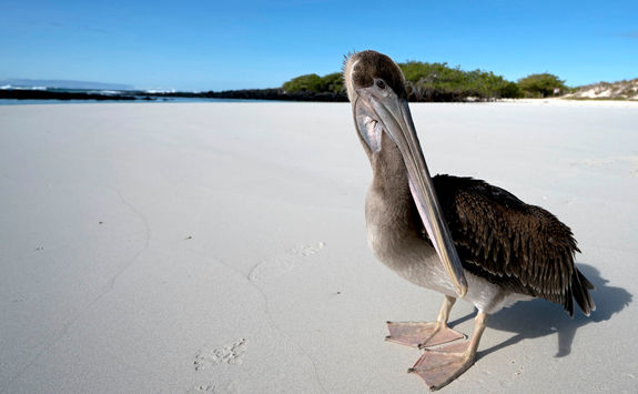 Brown pelican
