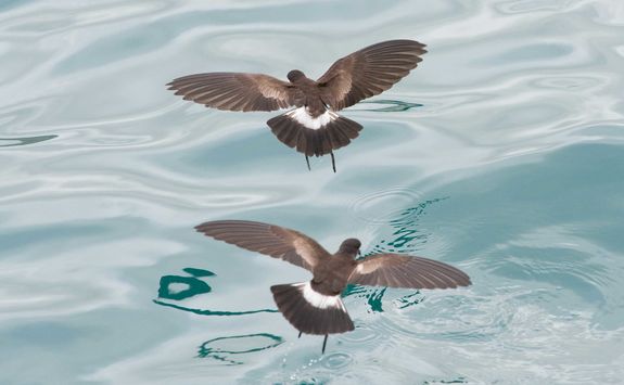 Storm petrels