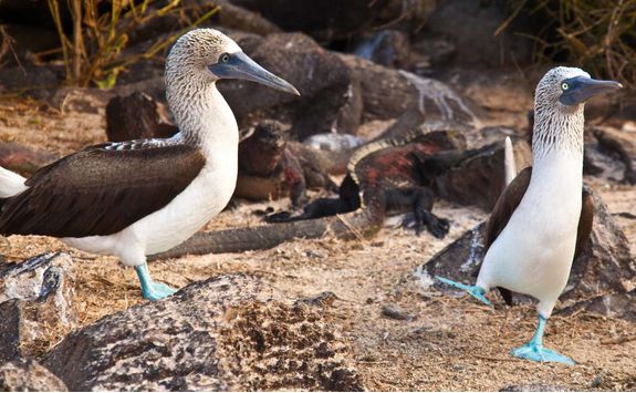 Blue footed boobies