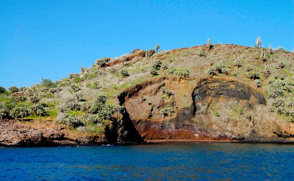 Champion islet