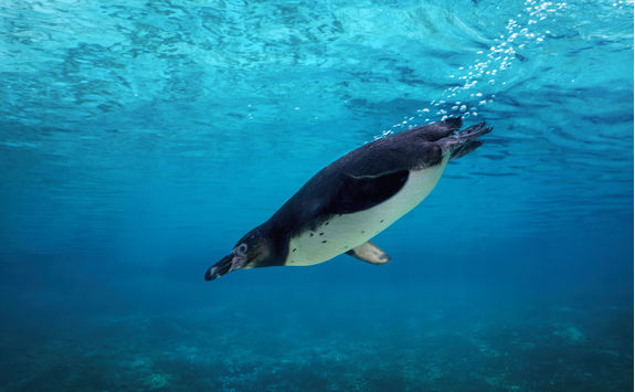 Pinguin