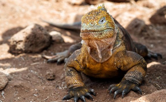 Iguana