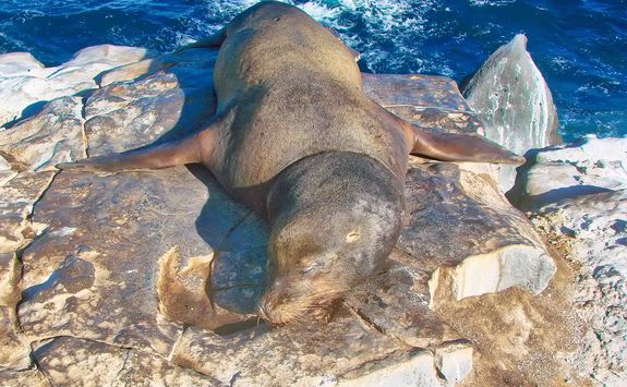 Sea lions