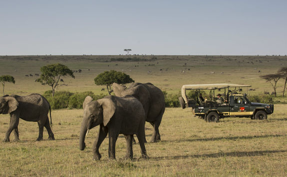 Elephant Pepper Camp game drive