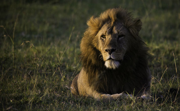 Close up of a lion