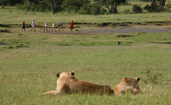 Seeing a lion on a bush walk