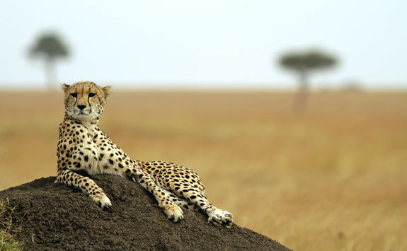 Cheetah in the Masai Mara