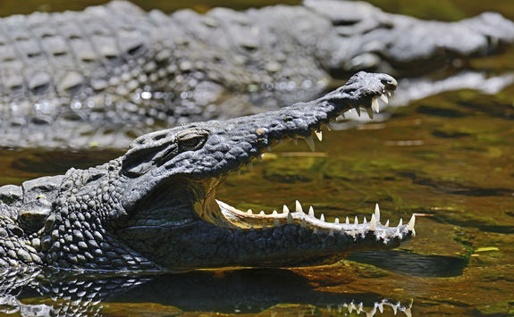 Crocodile in the Masai Mara