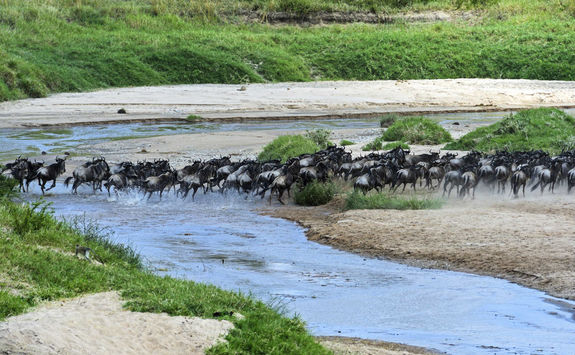 Wildebeest migrating over a river