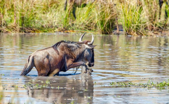 Wildebeest crossing the river